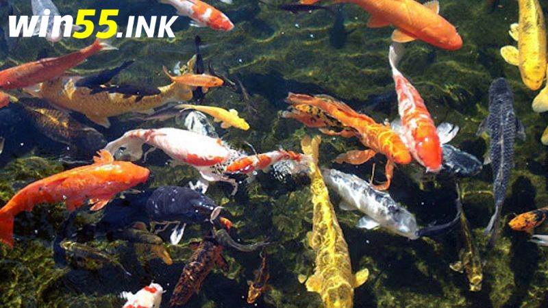 Nằm mơ thấy cá nên đánh con gì để có thể thắng lớn 3 Mơ thấy cá đẻ là điềm may mắn