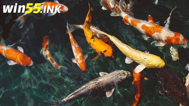 Nằm mơ thấy cá nên đánh con gì để có thể thắng lớn 2 Mơ thấy cá nhảy lên bờ là điềm báo cho sự may mắn