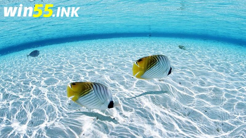 Nằm mơ thấy cá nên đánh con gì để có thể thắng lớn 1 Mơ thấy cá đang bơi là điềm báo tốt