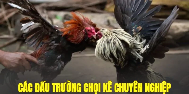 Các đấu trường chọi kê chuyên nghiệp tại WIN55