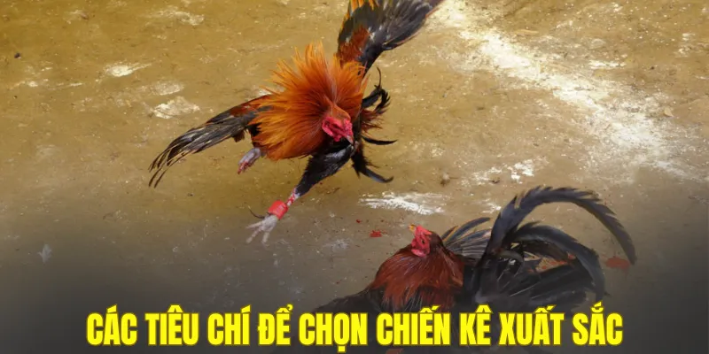 Các tiêu chí để chọn chiến kê xuất sắc