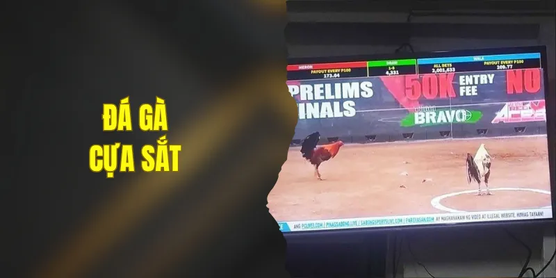Đá Gà Cựa Sắt - 5 Tiêu Chí Vàng Để Lựa Chọn Chiến Kê
