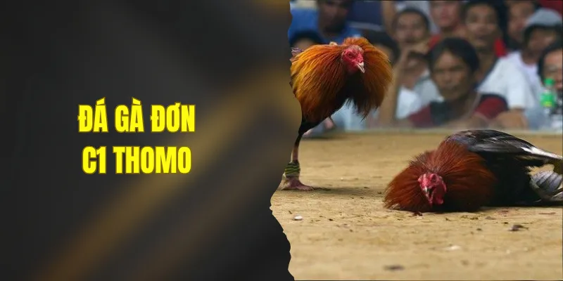 Đá Gà Đơn C1 Thomo - 5+ Kinh Nghiệm Bất Bại Cho Hội Viên