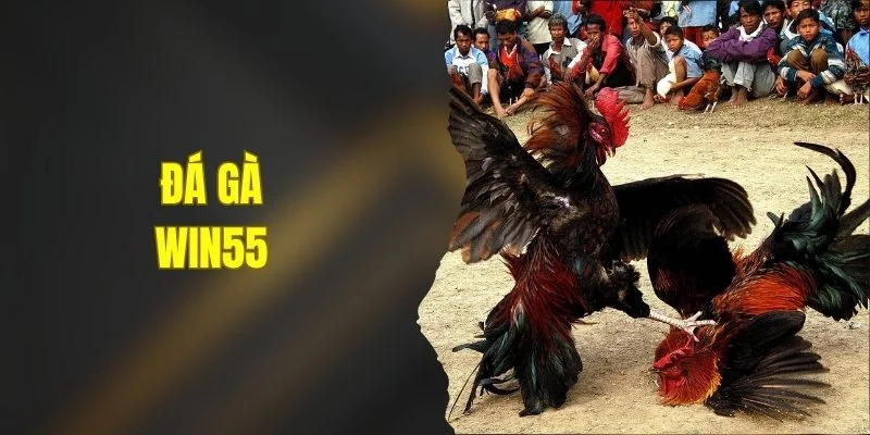Đá Gà WIN55 - Kèo Nóng Mỗi Ngày, Săn Thưởng Cực Dễ