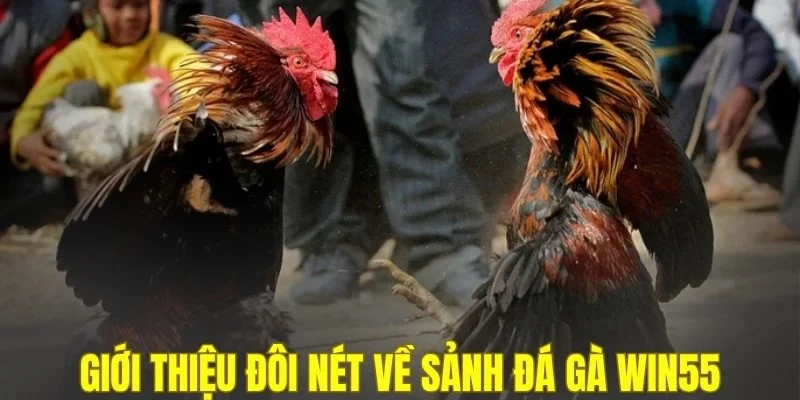 Giới thiệu đôi nét về sảnh đá gà WIN55