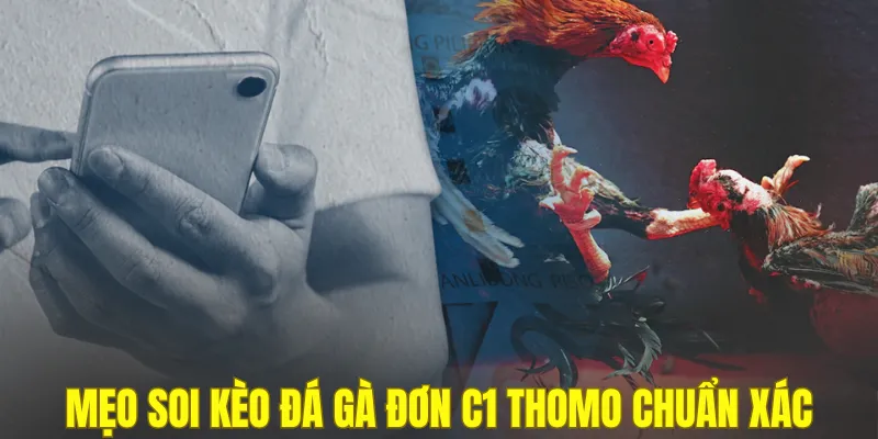 Mẹo soi kèo đá gà đơn C1 Thomo chuẩn xác