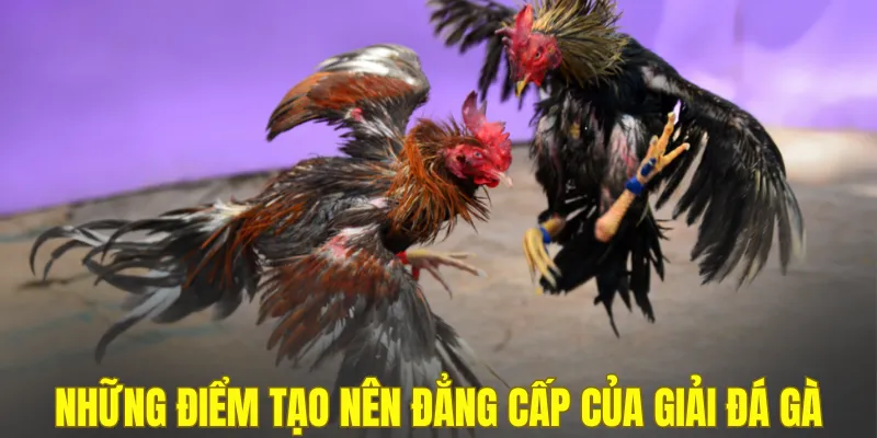 Những điểm tạo nên đẳng cấp của giải đá gà Thomo