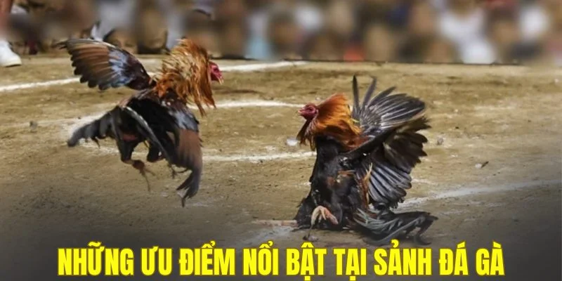 Những ưu điểm nổi bật tại sảnh đá gà
