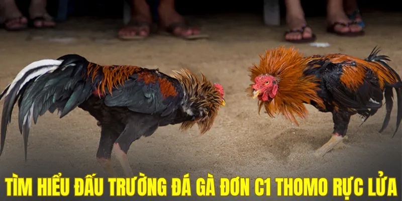 Tìm hiểu đấu trường đá gà đơn C1 Thomo rực lửa