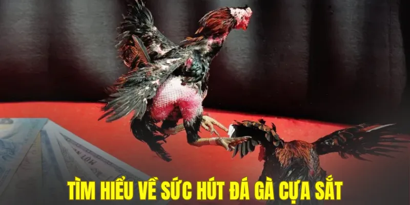 Tìm hiểu về sức hút đá gà cựa sắt