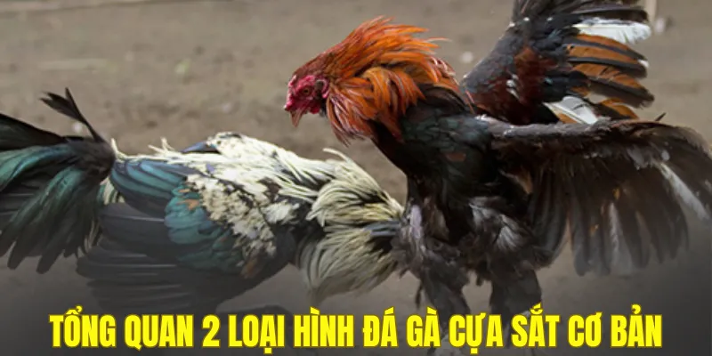 Tổng quan 2 loại hình đá gà cựa sắt cơ bản