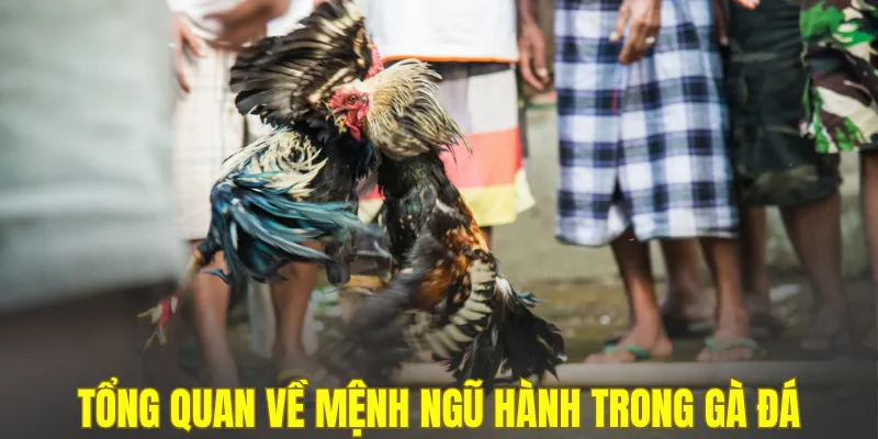 Tổng quan về mệnh ngũ hành trong gà đá